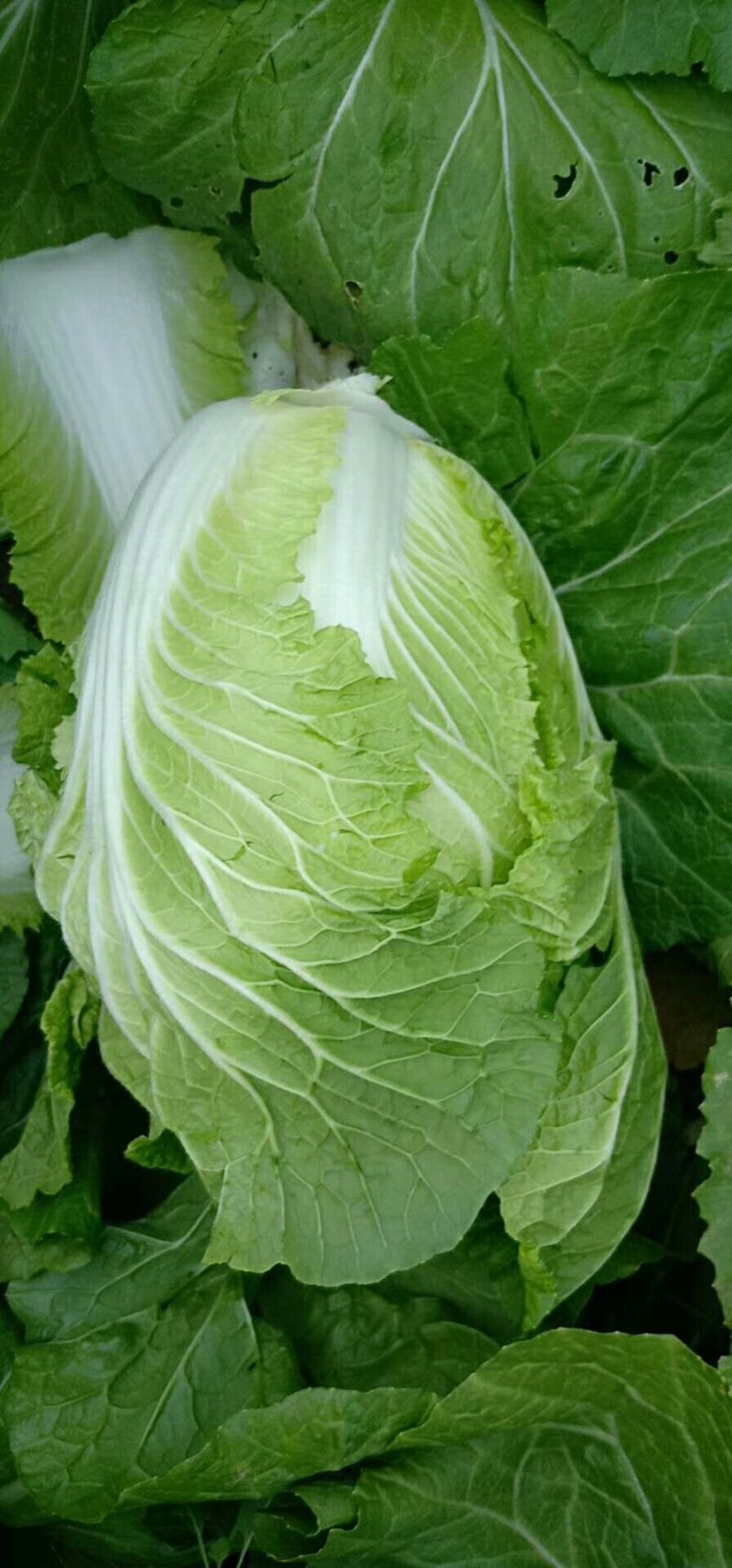 黄心白菜，产地直销，保证质量，净菜4一6斤。