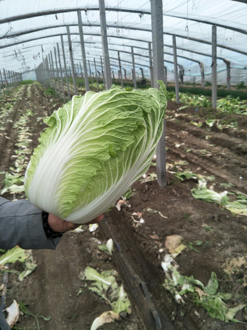 黄心白菜，产地直销，保证质量，净菜4一6斤。