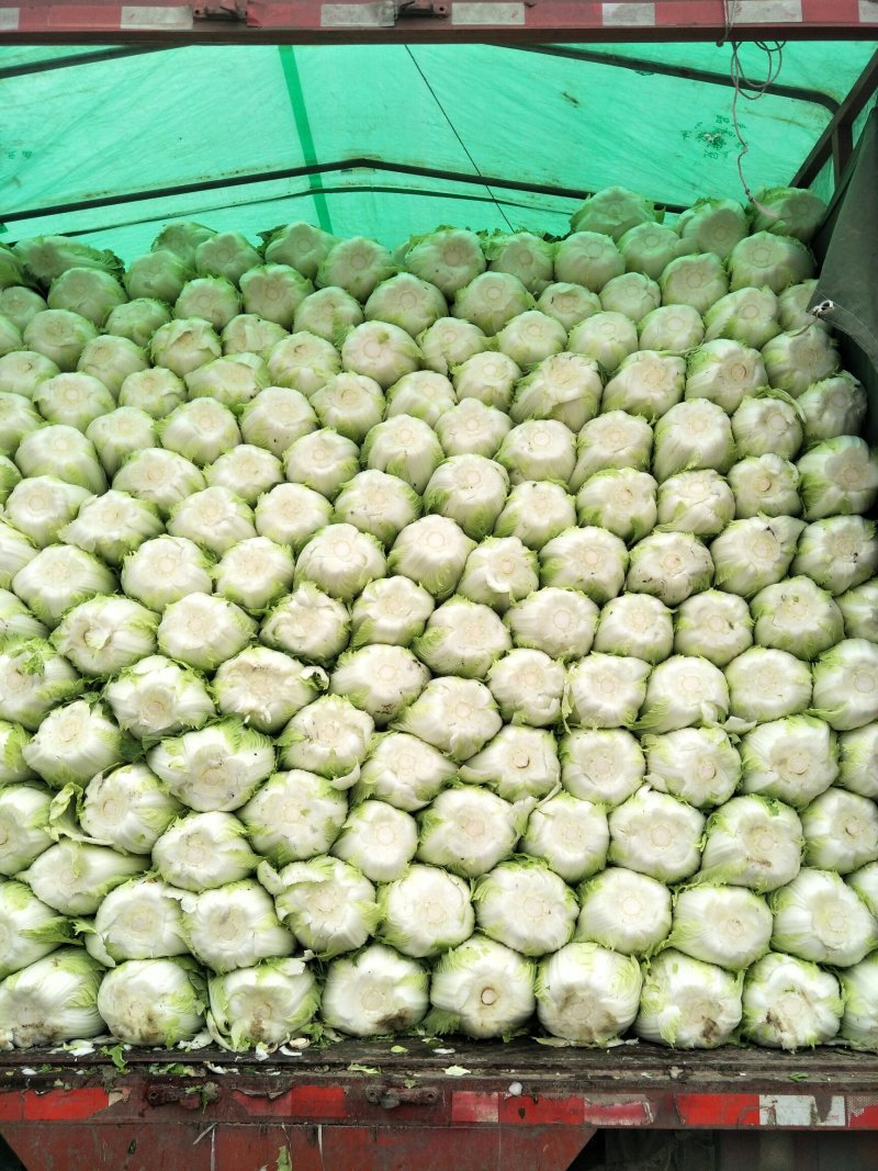 黄心白菜，产地直销，保证质量，净菜4一6斤。