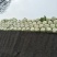 黄心白菜，产地直销，保证质量，净菜4一6斤。
