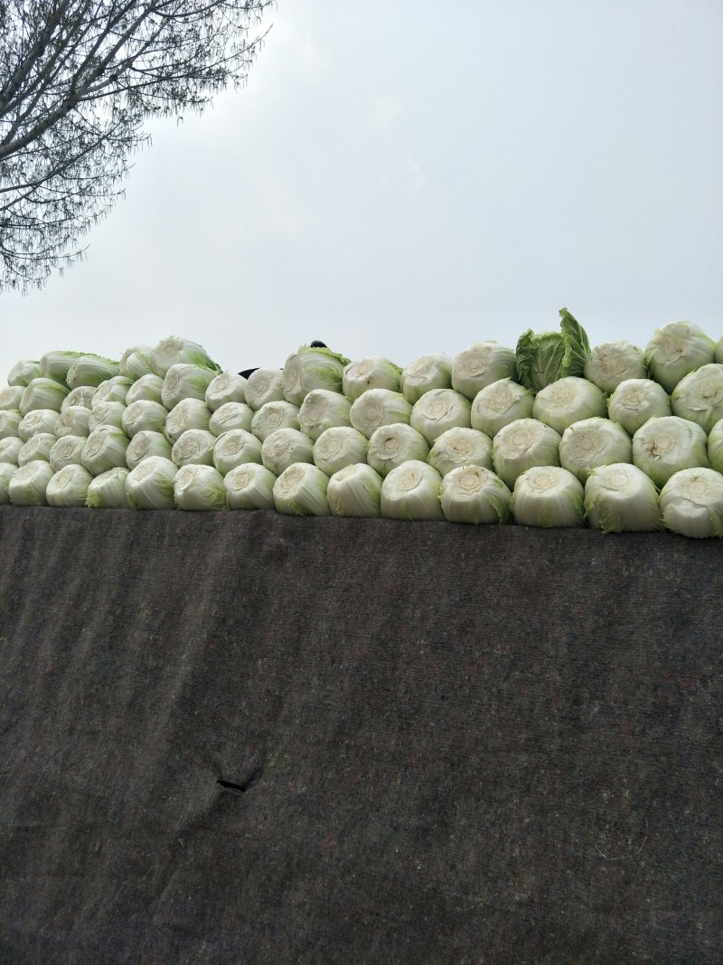 黄心白菜，产地直销，保证质量，净菜4一6斤。