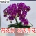 蝴蝶兰花苗盆栽带花苞特级大苗开花带花剑客厅花卉观花植物室