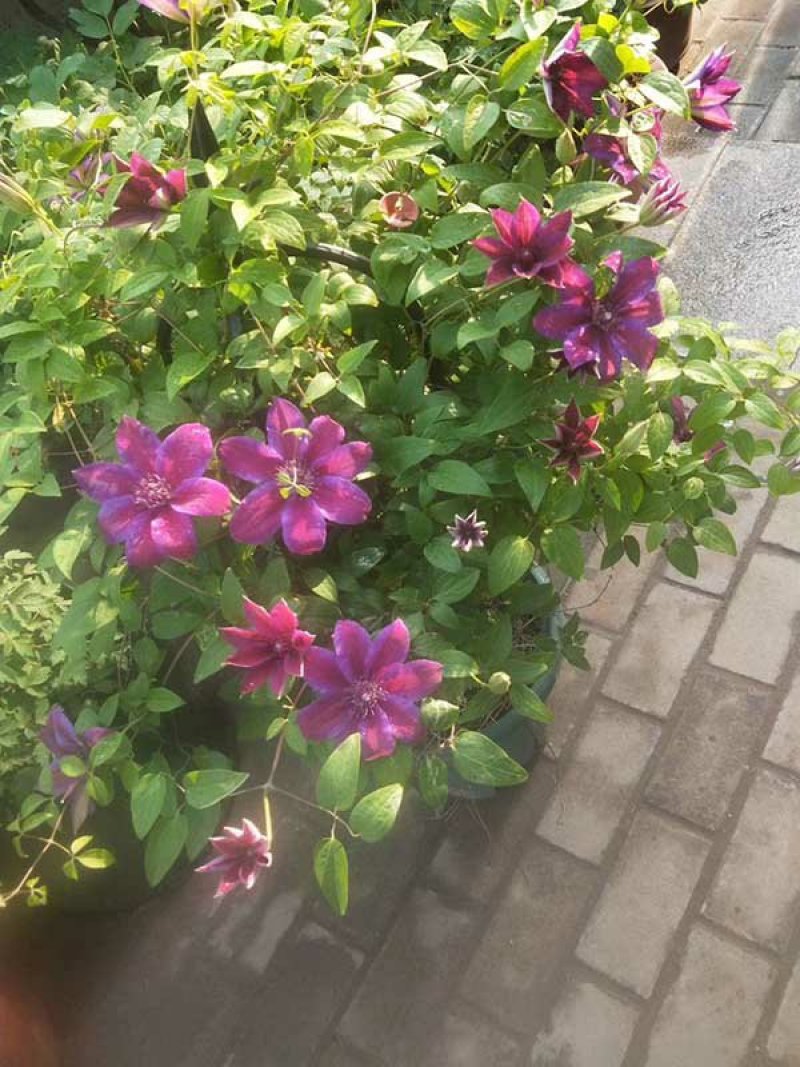 求购铁线莲种根常年批发零售铁线莲种苗价格优惠，品质好发