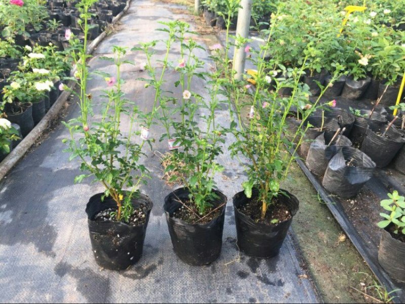 常年批发供应丛生木槿价格优惠，规格有冠幅50公分80公分