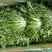 精品苦菊批发苦菊大量上市高端品质货量巨大日供万斤以上