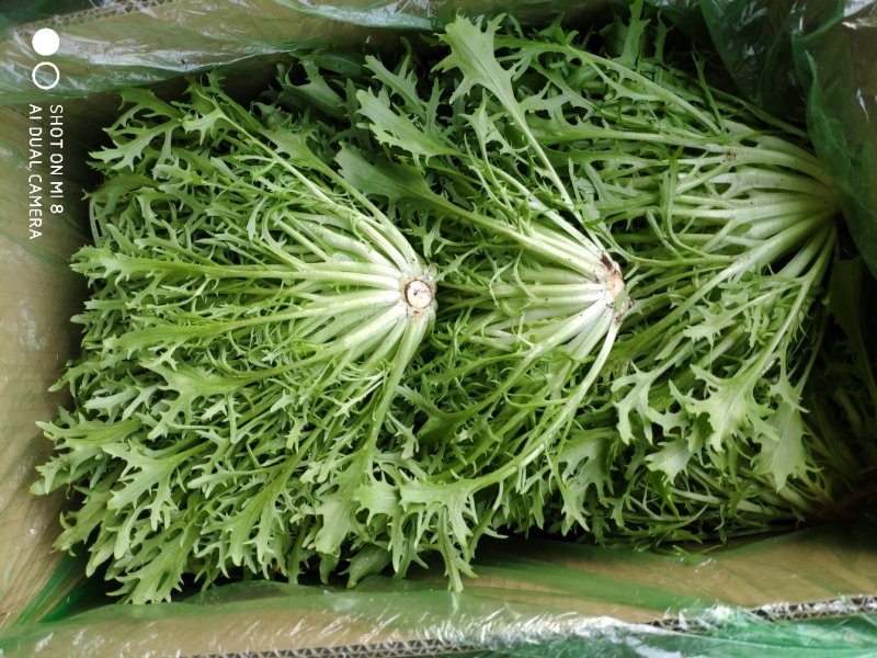 精品苦菊批发苦菊大量上市高端品质货量巨大日供万斤以上