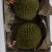 小猫山王榴莲30斤，批发价净果一件650块，不含运费！