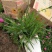 基地直销宿根花卉欧石竹地被菊，工程造型绿化规格齐量大优惠