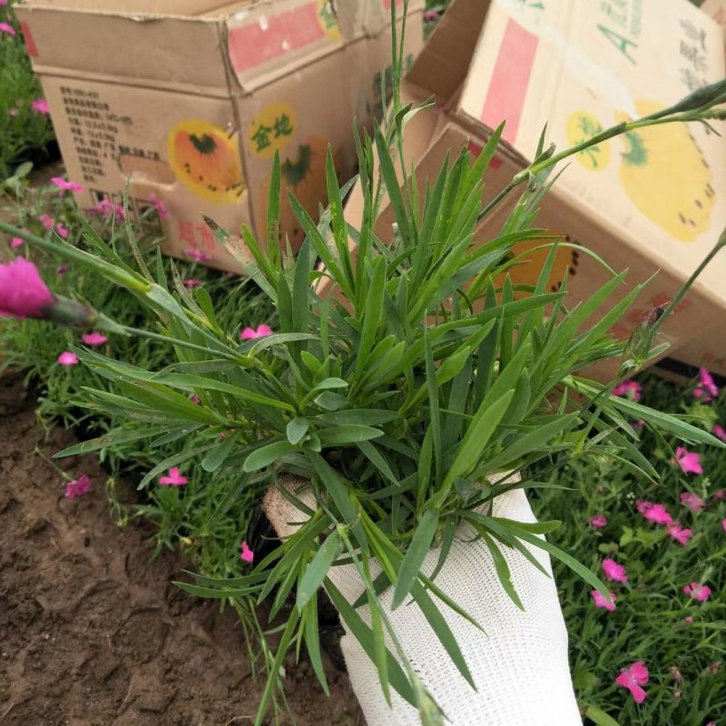 基地直销宿根花卉欧石竹地被菊，工程造型绿化规格齐量大优惠