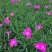 基地直销宿根花卉欧石竹地被菊，工程造型绿化规格齐量大优惠