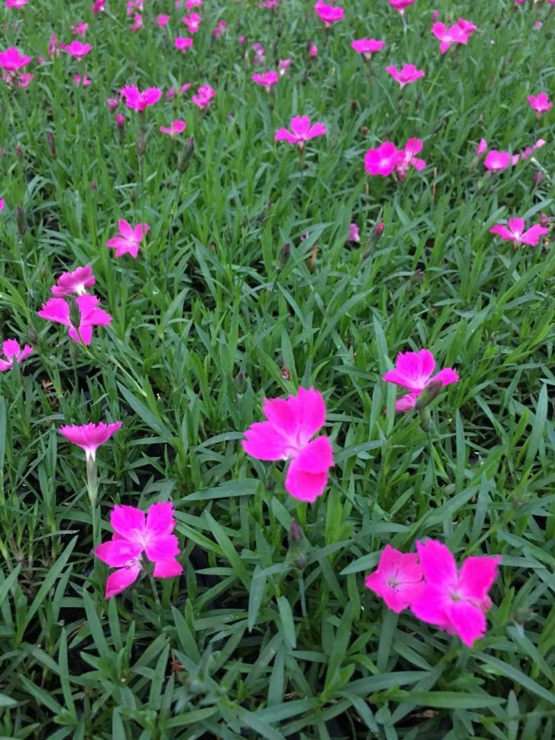 基地直销宿根花卉欧石竹地被菊，工程造型绿化规格齐量大优惠