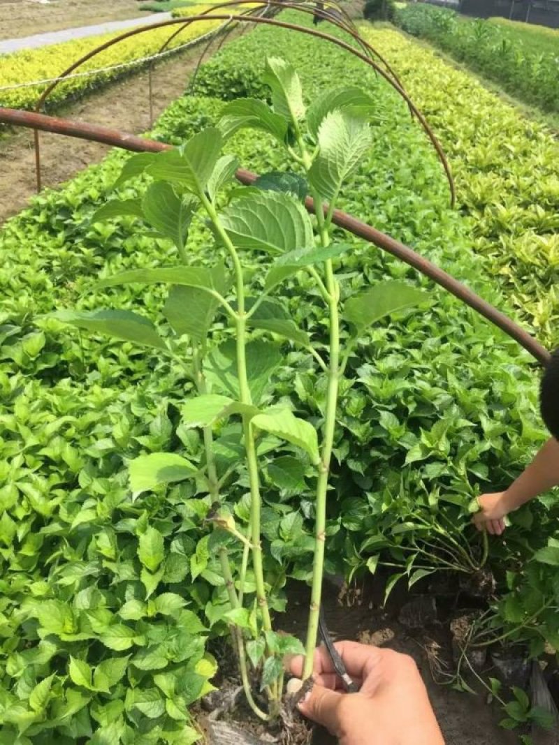 常年批供应八仙花价格优惠，规格有一年生两年生高度40公分