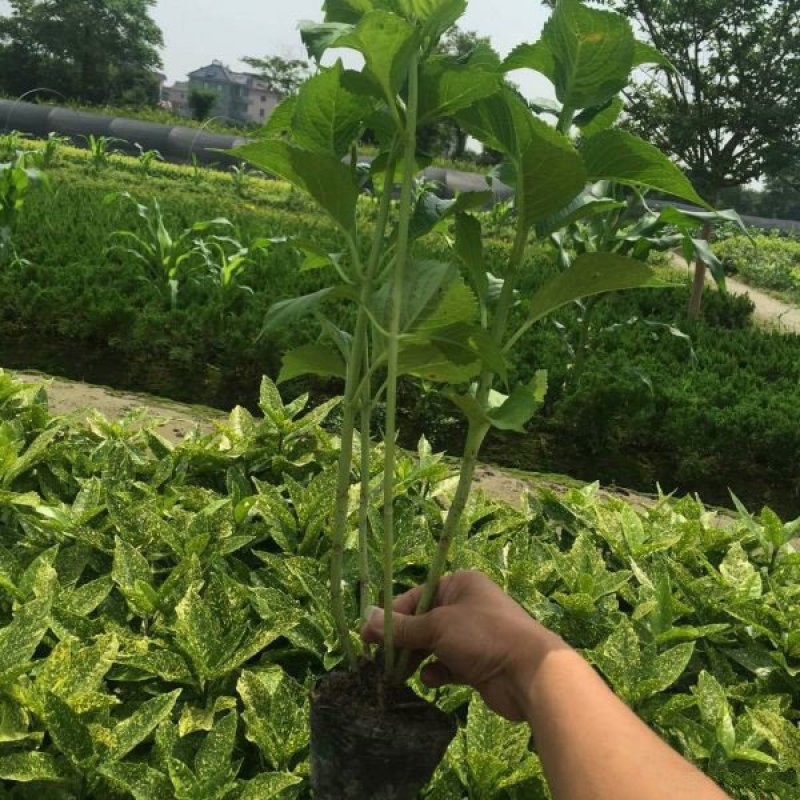 常年批供应八仙花价格优惠，规格有一年生两年生高度40公分