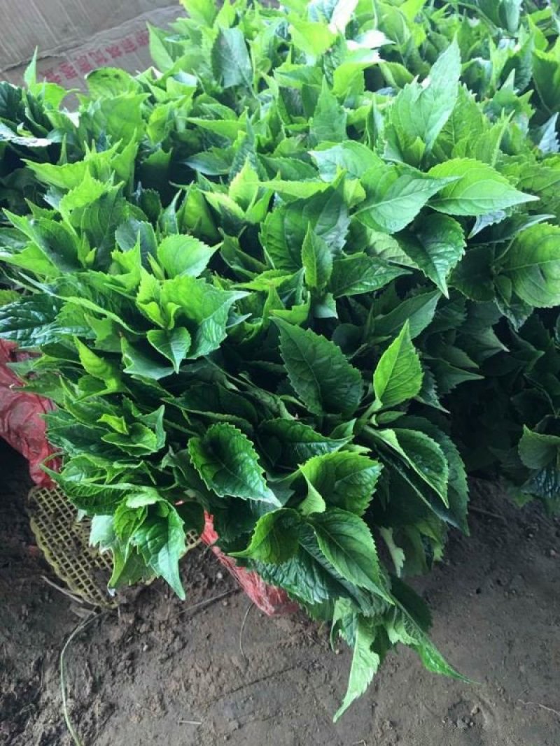 常年批供应八仙花价格优惠，规格有一年生两年生高度40公分