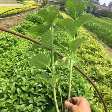 常年批供应八仙花价格优惠，规格有一年生两年生高度40公分