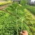 常年批供应八仙花价格优惠，规格有一年生两年生高度40公分