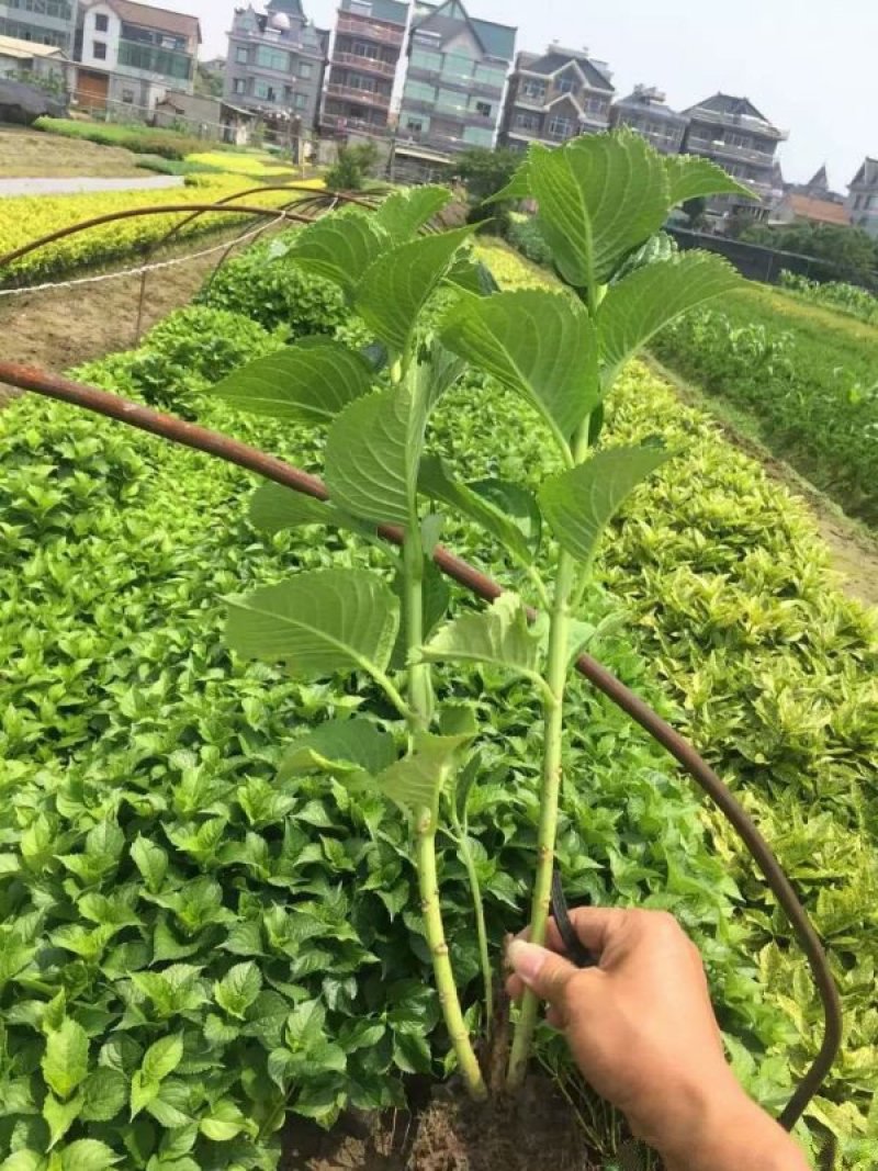 常年批供应八仙花价格优惠，规格有一年生两年生高度40公分