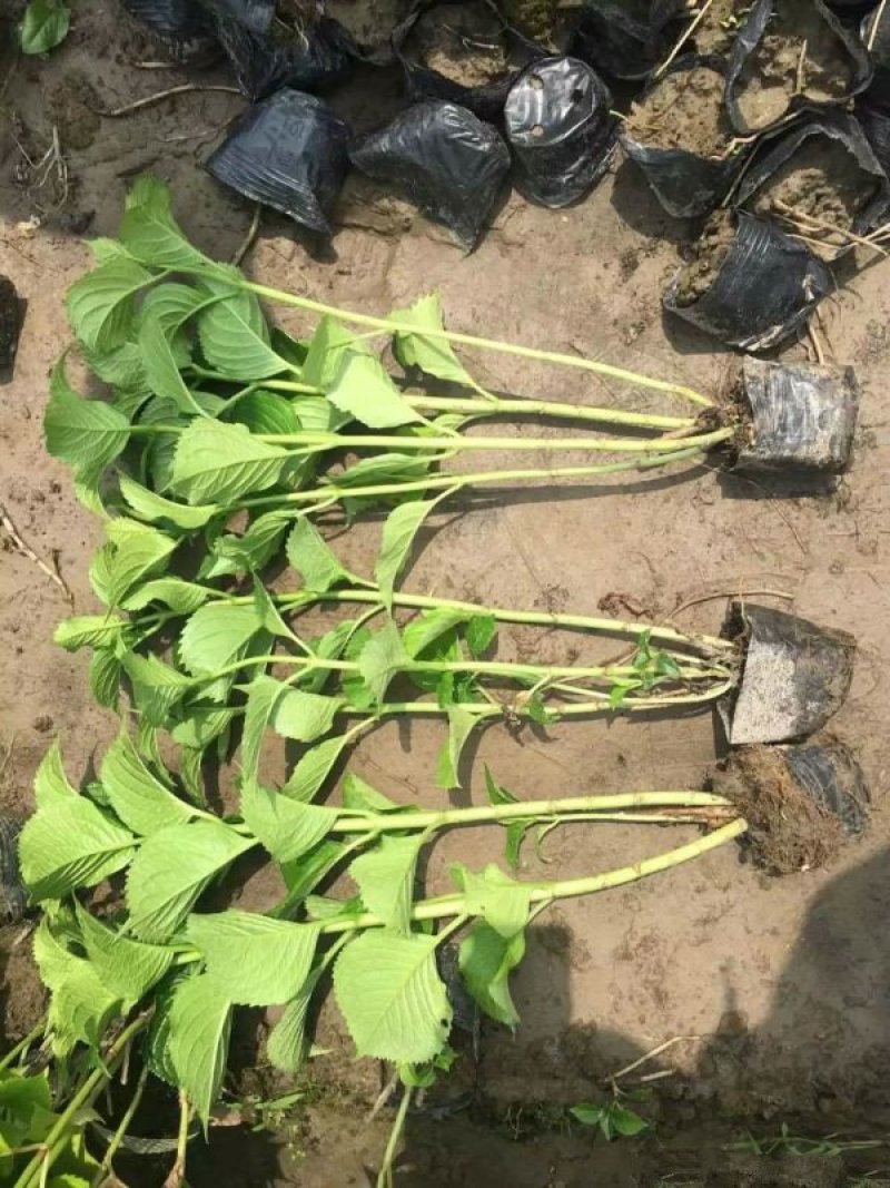 常年批供应八仙花价格优惠，规格有一年生两年生高度40公分