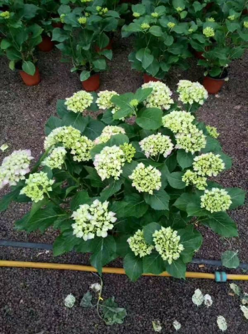 常年批供应八仙花价格优惠，规格有一年生两年生高度40公分