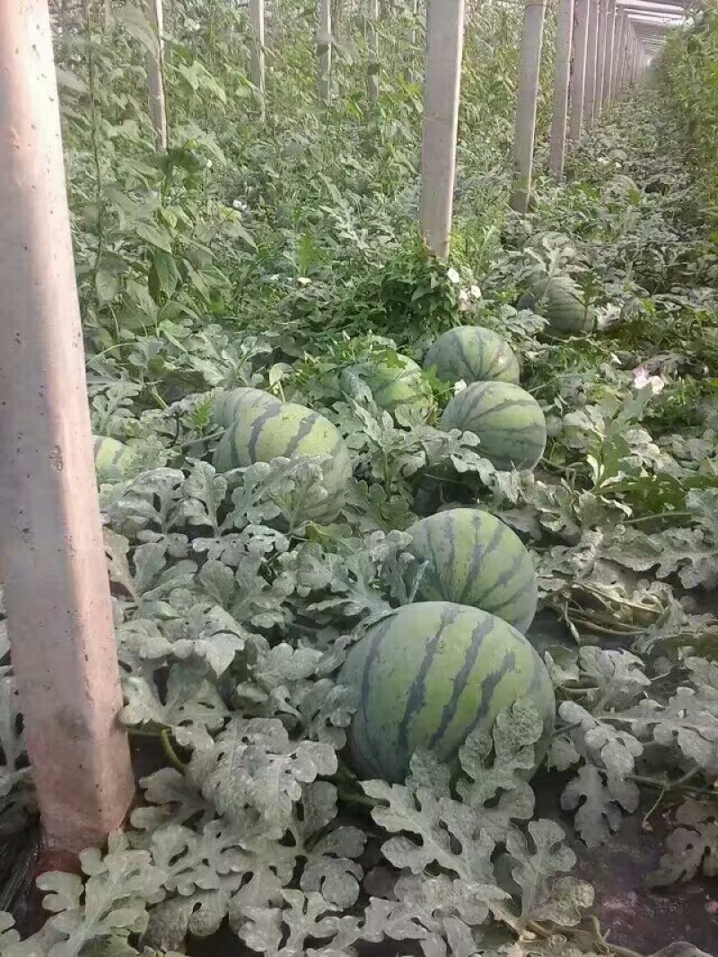 供应甜王西瓜五一大量上市【产地直销】