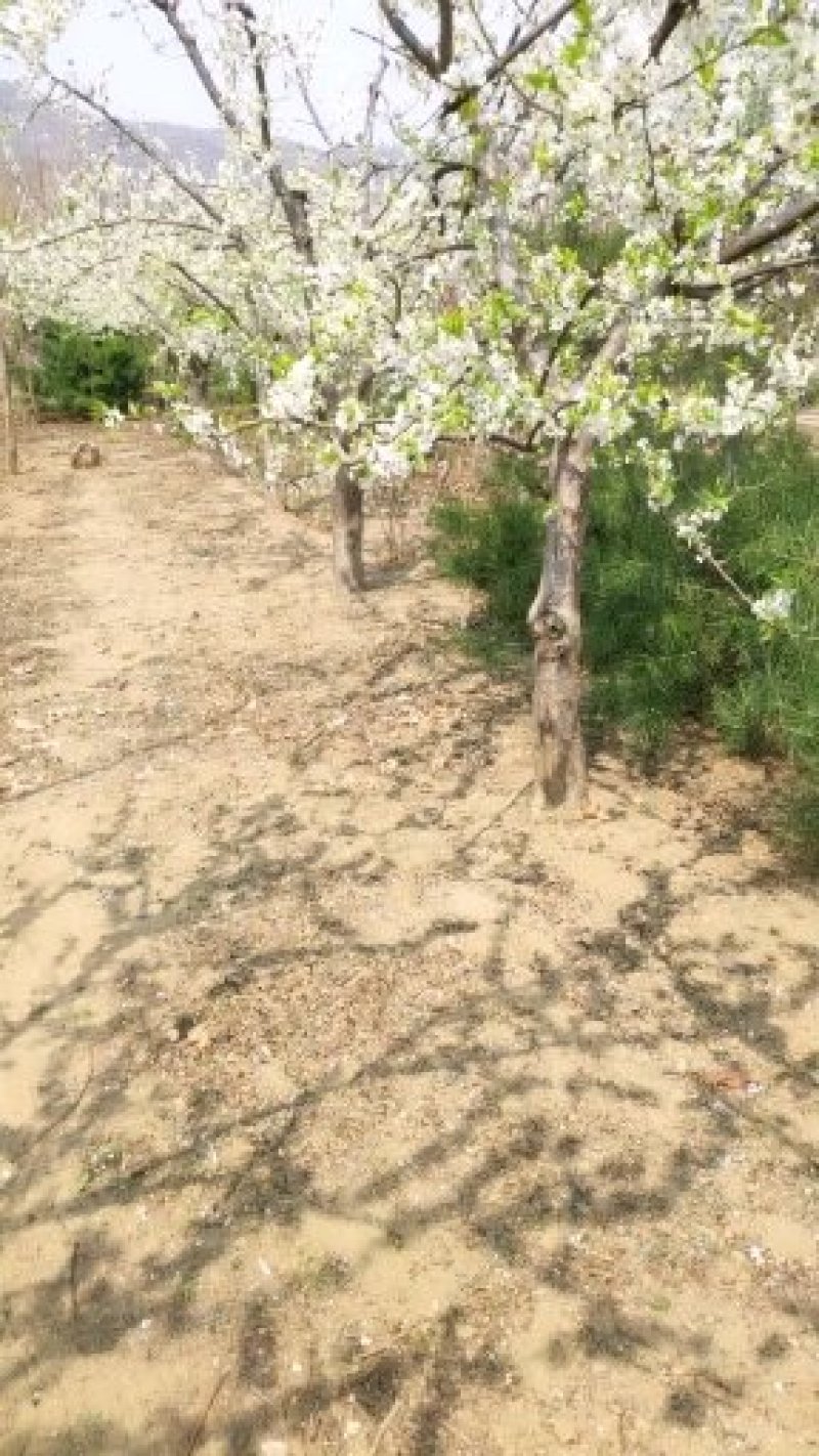 李子苗各种规格