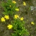 木春菊