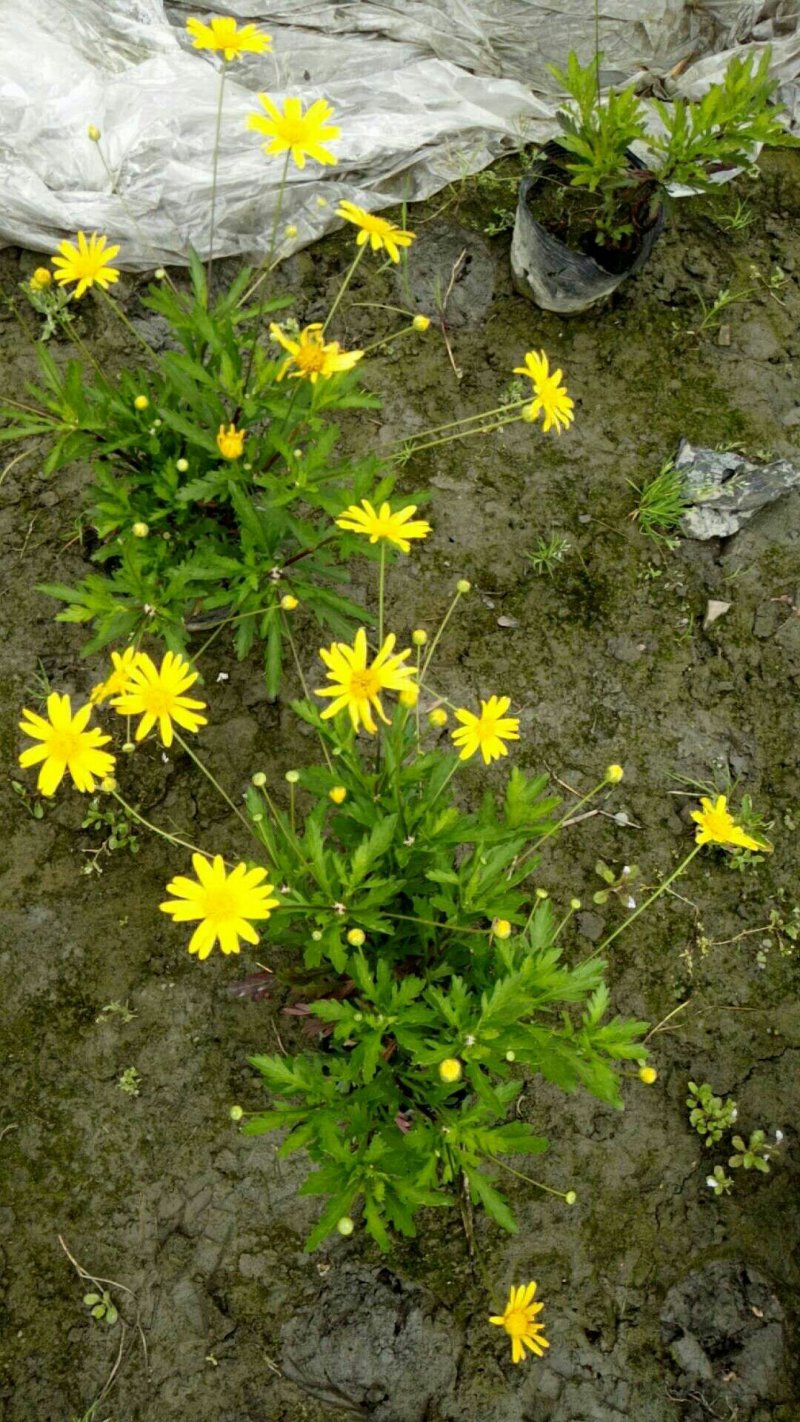 木春菊