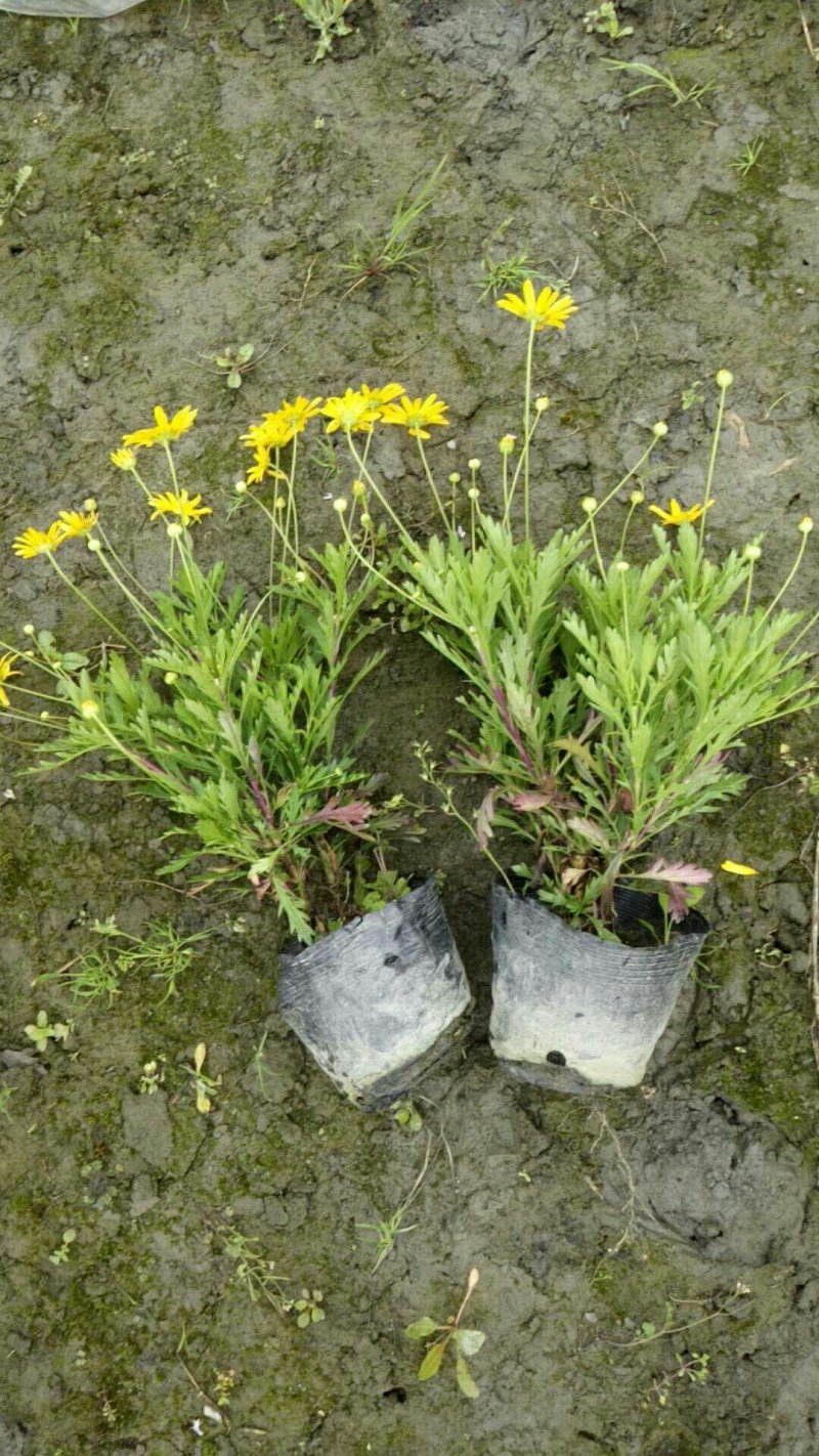 木春菊
