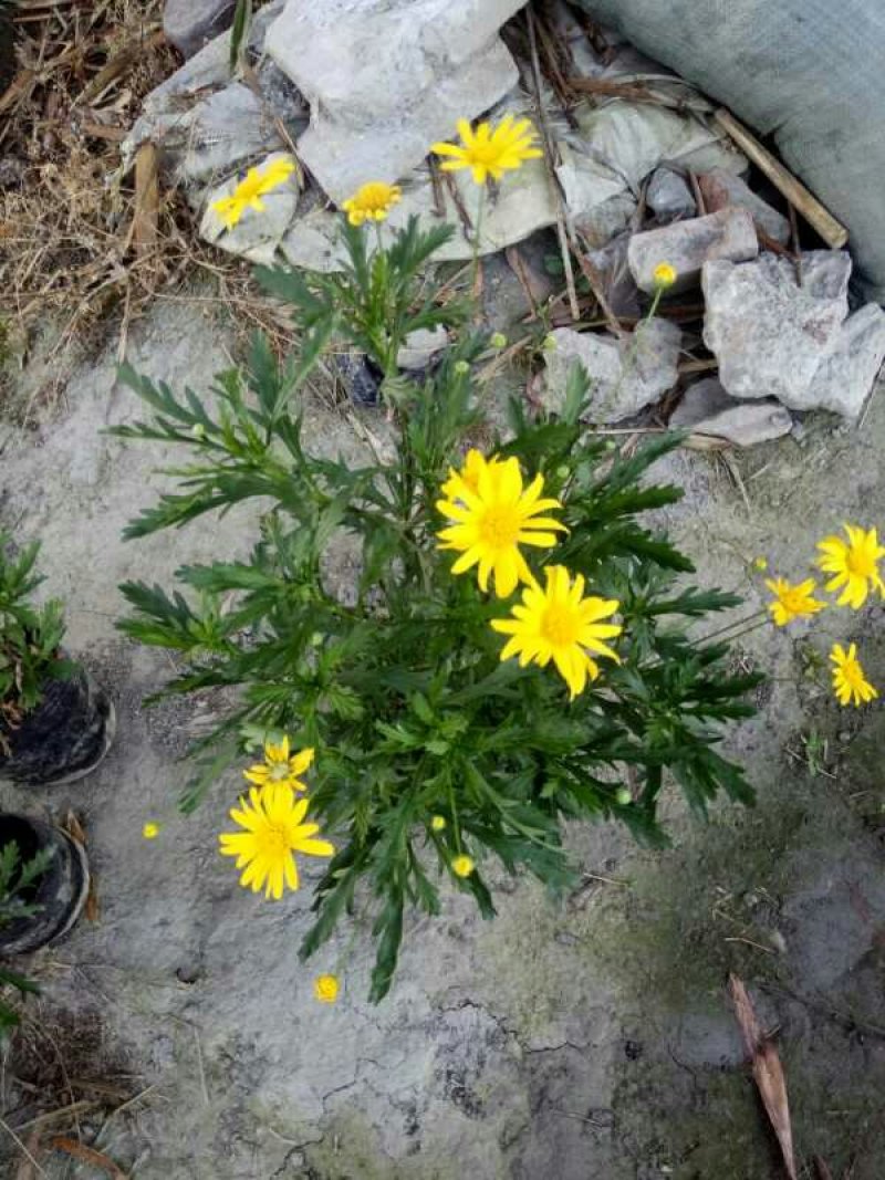 木春菊