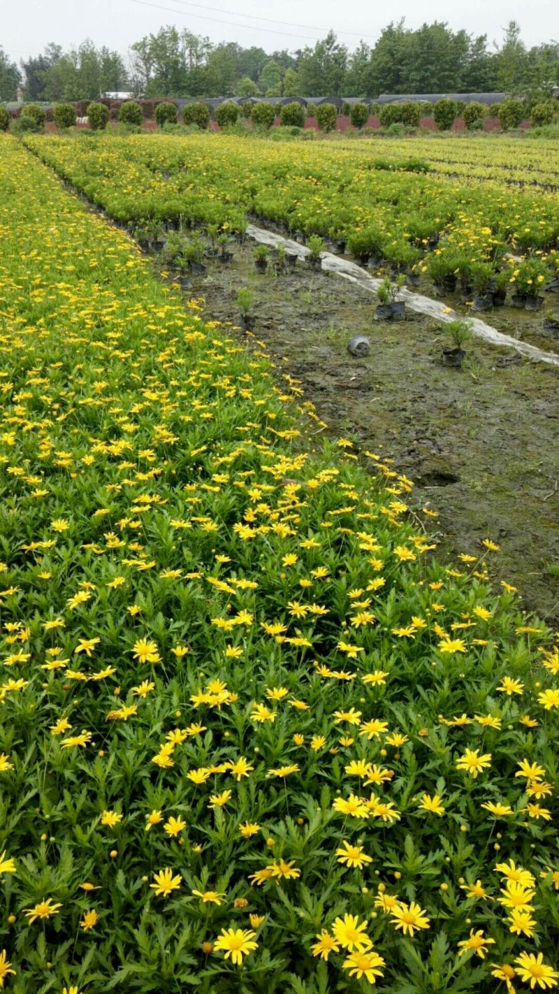 木春菊