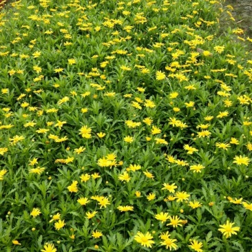 木春菊