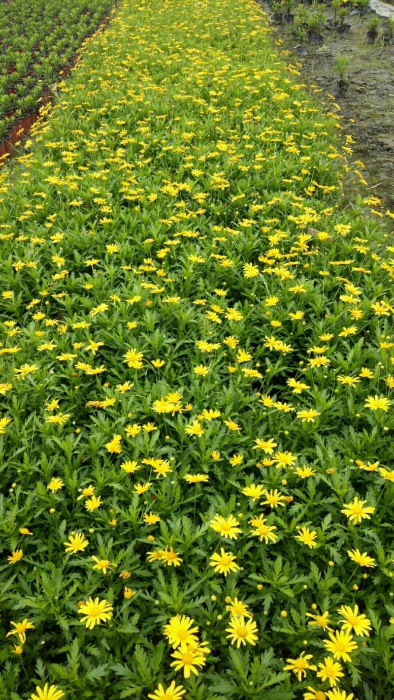 木春菊
