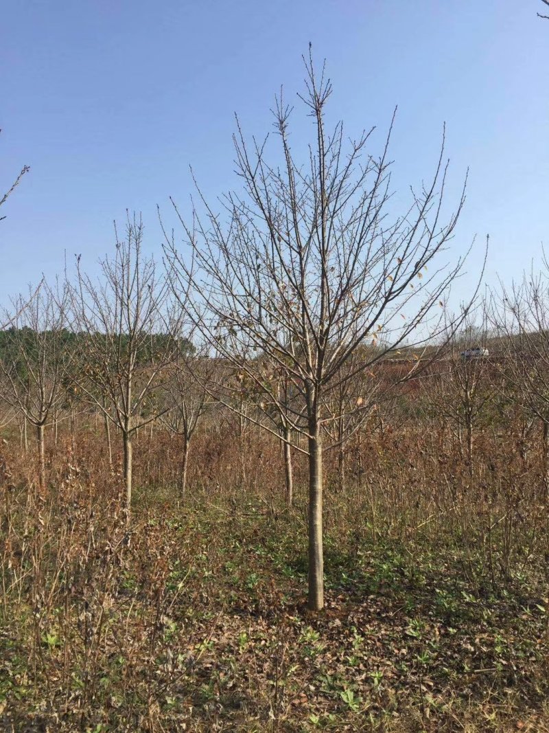 大量供应各种规格8--10樱花树。价格低