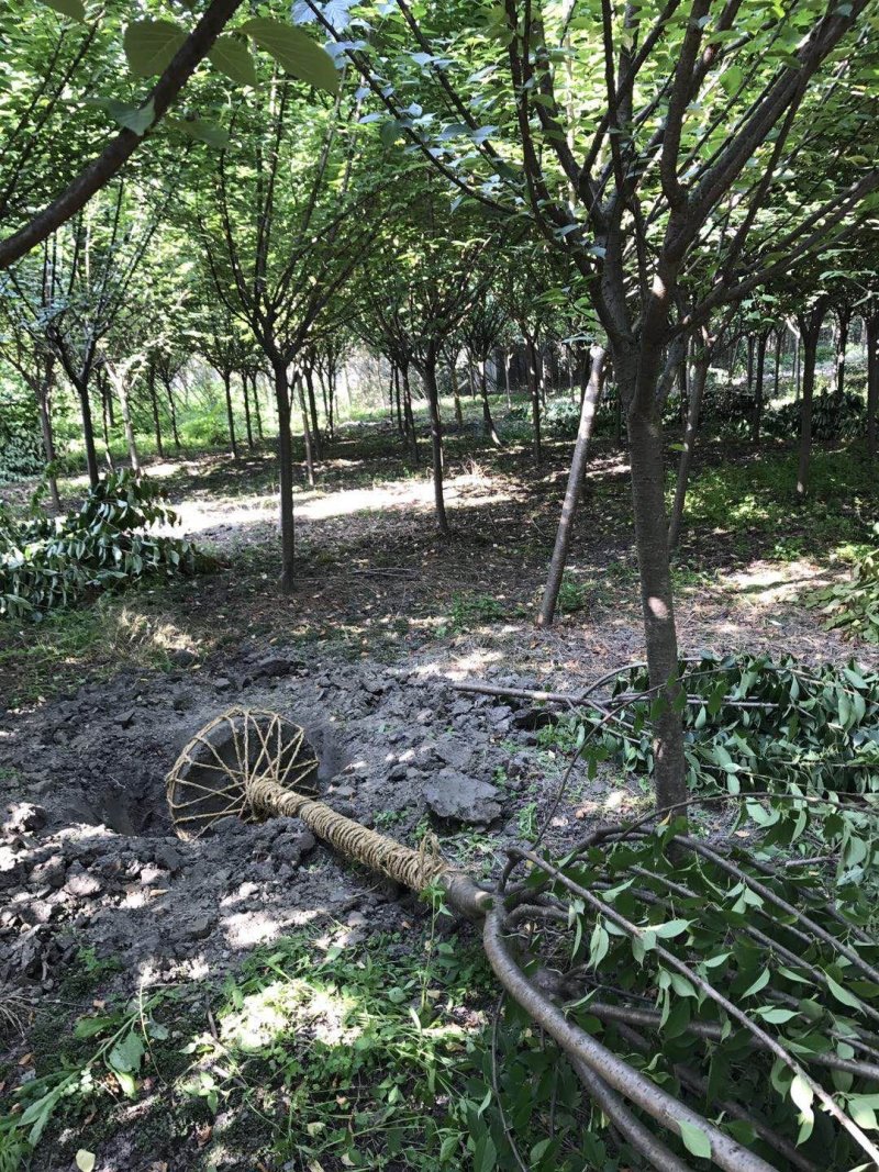 大量供应各种规格8--10樱花树。价格低