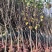 大量供应各种规格8--10樱花树。价格低
