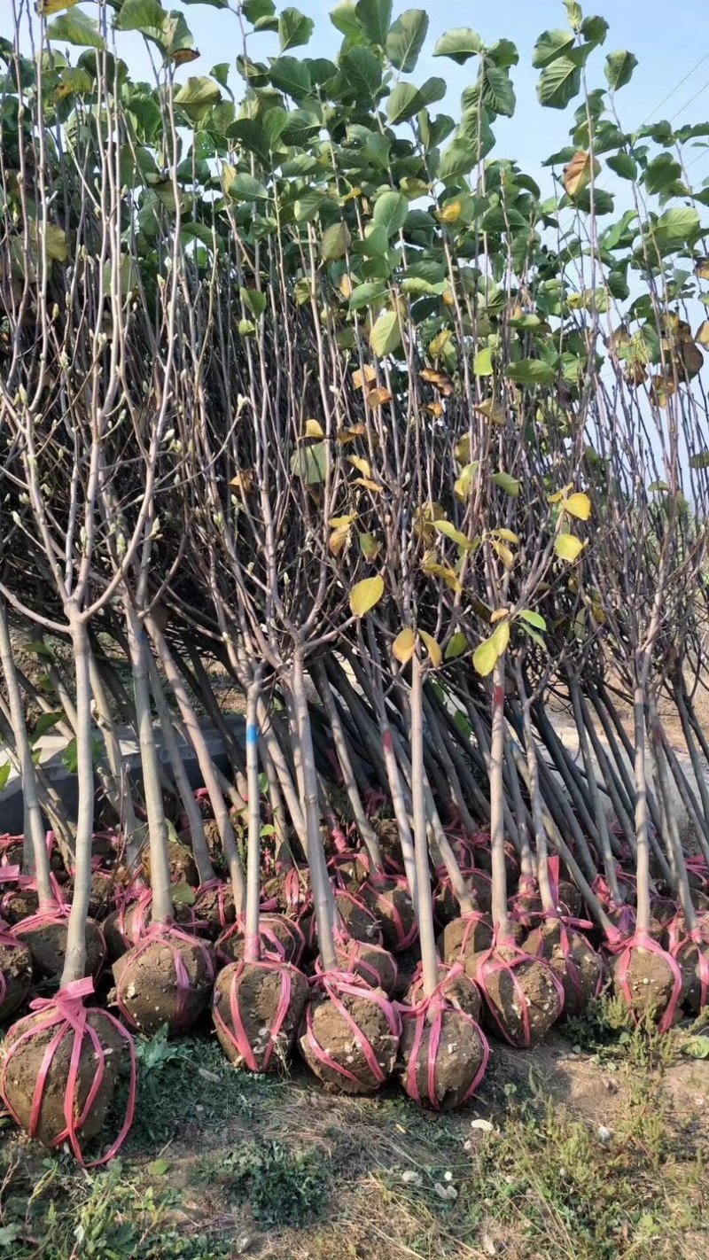 大量供应各种规格8--10樱花树。价格低