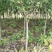 大量供应各种规格8--10樱花树。价格低