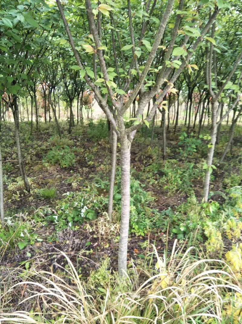 大量供应各种规格8--10樱花树。价格低
