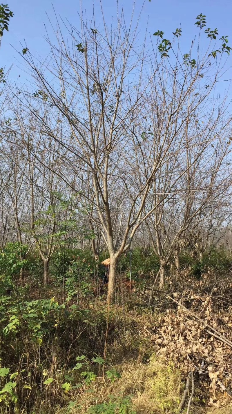 大量供应各种规格8--10樱花树。价格低