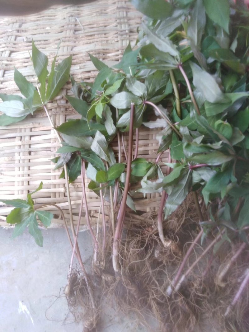 华重楼苗