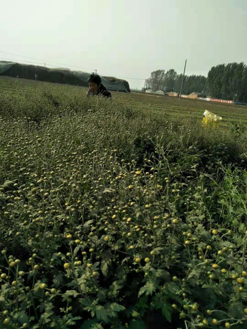 四大怀药怀菊珍品珍珠菊花茶
