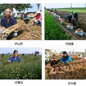 四大怀药怀菊珍品珍珠菊花茶