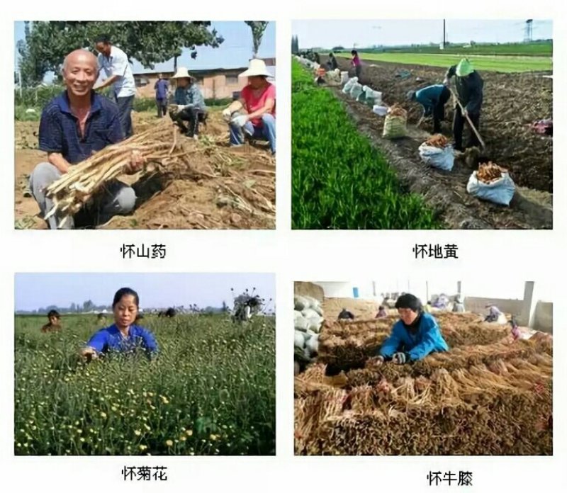 四大怀药怀菊珍品珍珠菊花茶