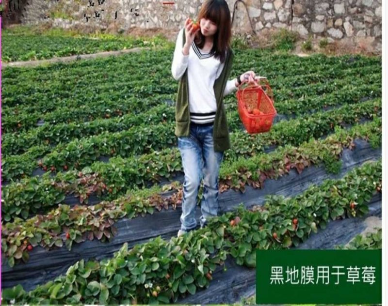 反光膜防草地膜黑白膜