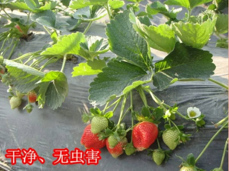 反光膜防草地膜黑白膜