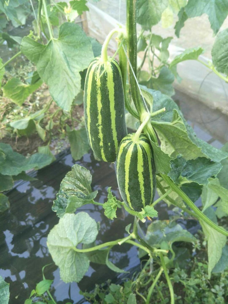 脆瓜