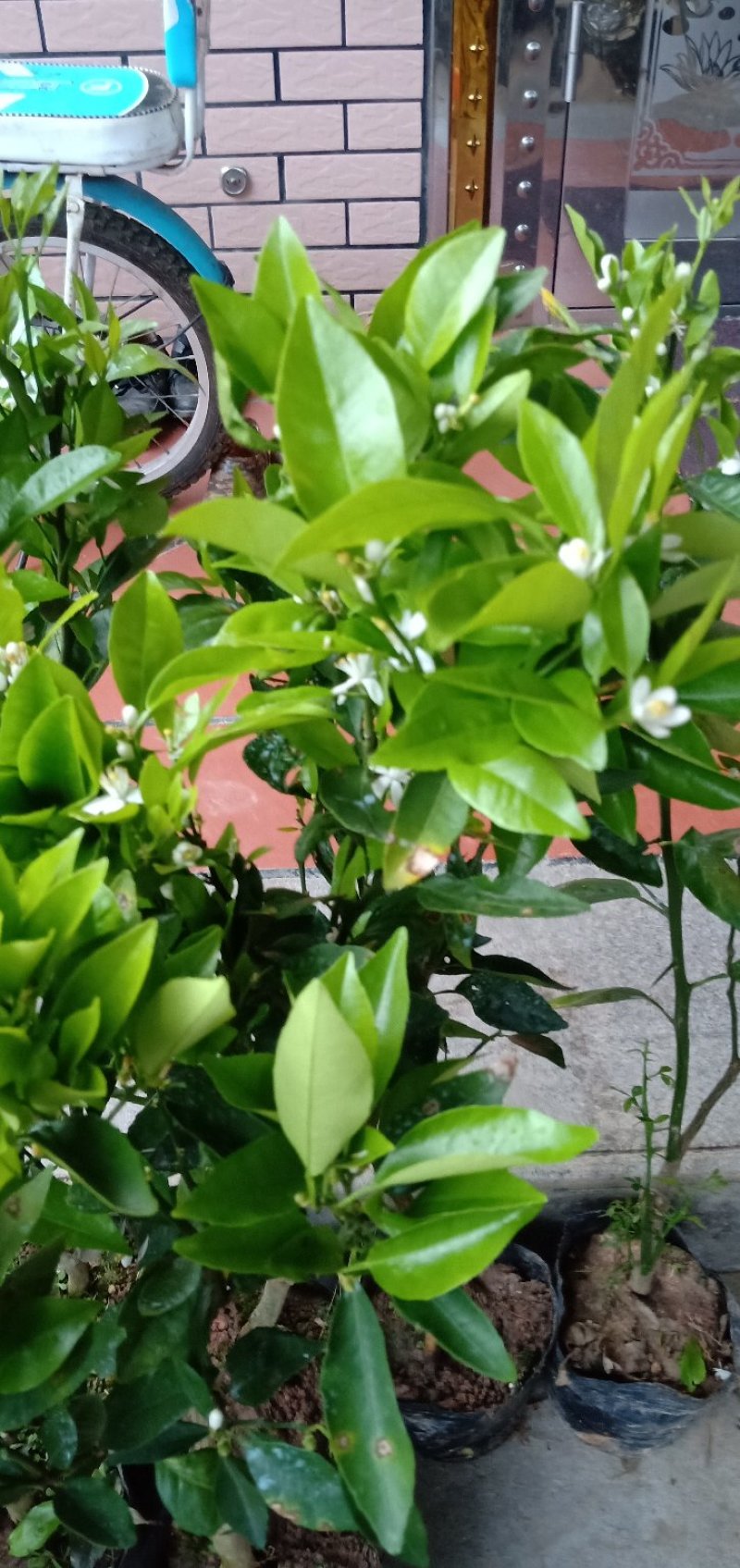 沃柑苗