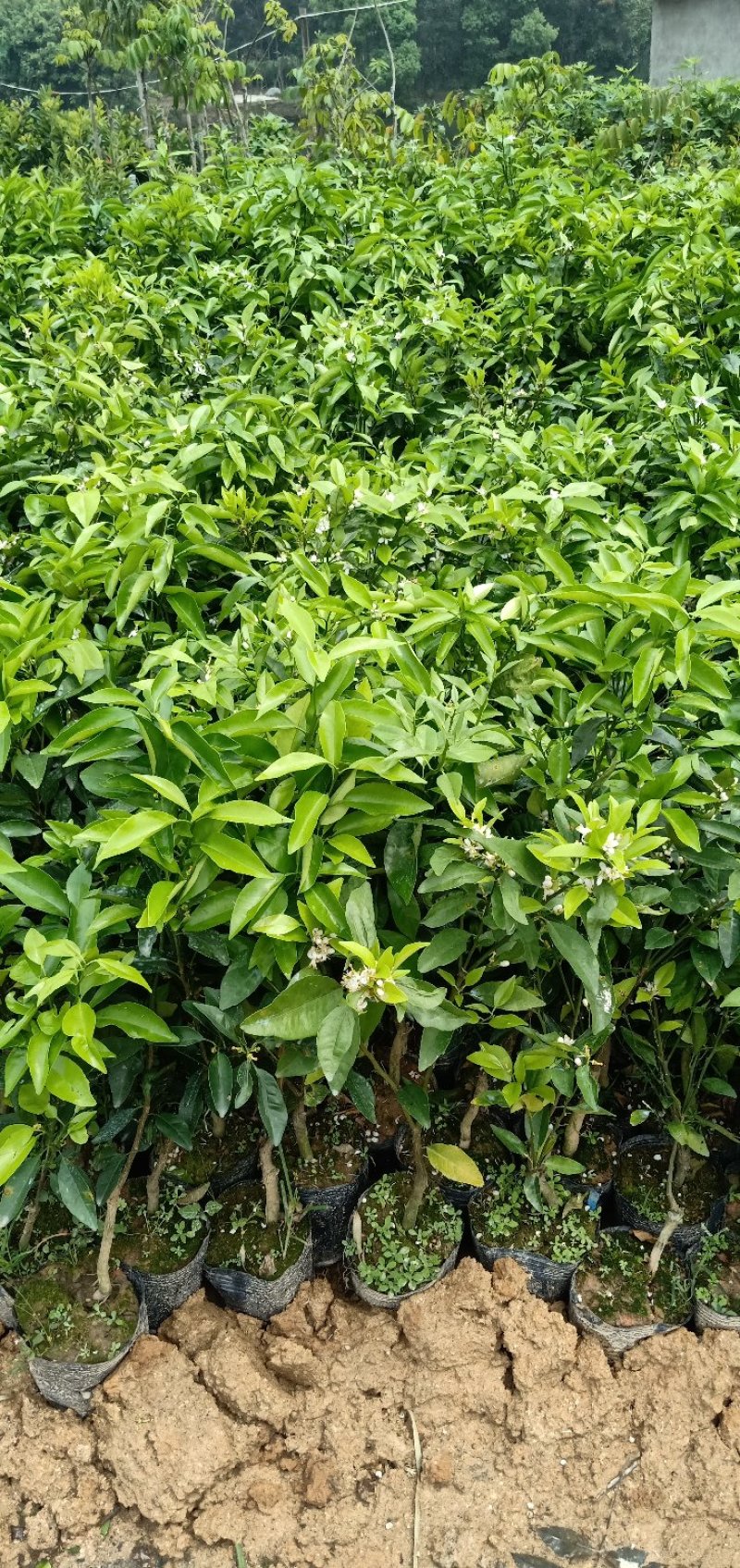 沃柑苗