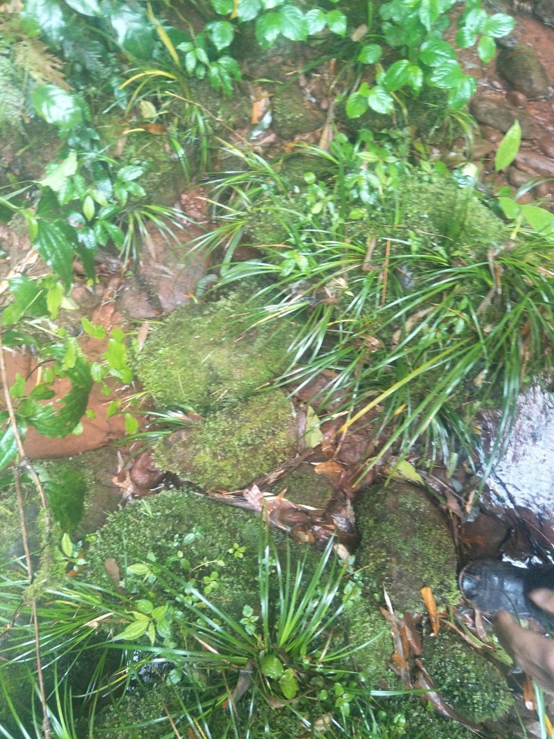 四川优质，高产，大叶石菖蒲种苗
