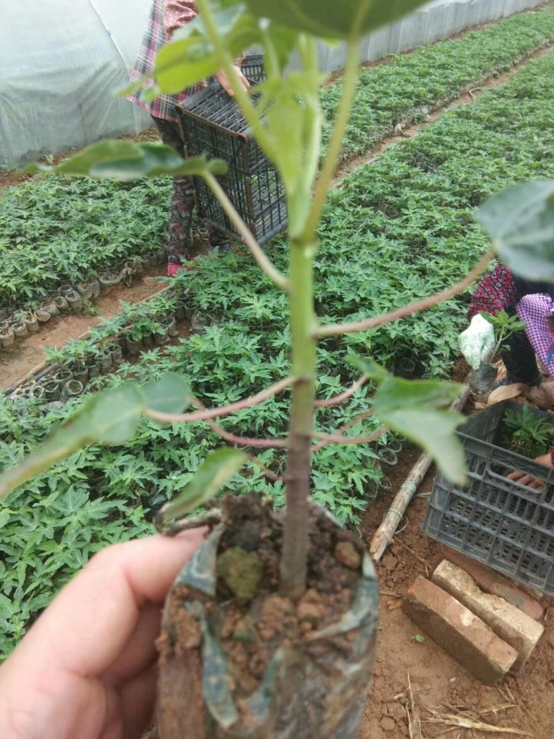 四季结果木苗红肉水果木瓜苗矮化大果木瓜苗当年结果带土包邮